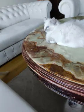 Ragdolle sama słodycz tylko tu 7