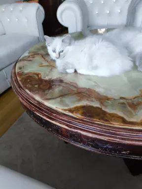 Ragdolle sama słodycz tylko tu 10