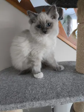 Ragdolle sama słodycz tylko tu 6