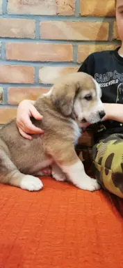 Spektakularne szczenię Owczarka Środkowoazjatyckiego ALABAI 3