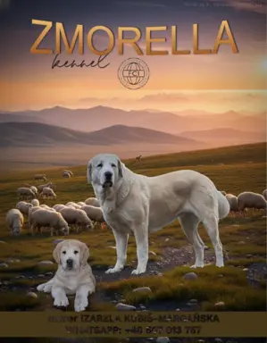 Spektakularne szczenię Owczarka Środkowoazjatyckiego ALABAI 4