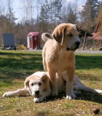 Spektakularne szczenię Owczarka Środkowoazjatyckiego ALABAI 1