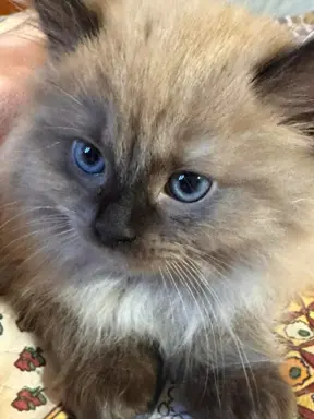 Koteczka Ragdoll Cherubim seal mink - odbiór 15 maja 1