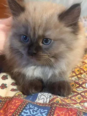 Koteczka Ragdoll Cherubim seal mink - odbiór 15 maja 2