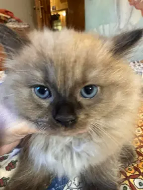 Koteczka Ragdoll Cherubim seal mink - odbiór 15 maja 3