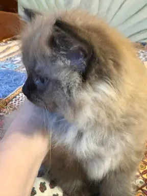 Koteczka Ragdoll Cherubim seal mink - odbiór 15 maja 4