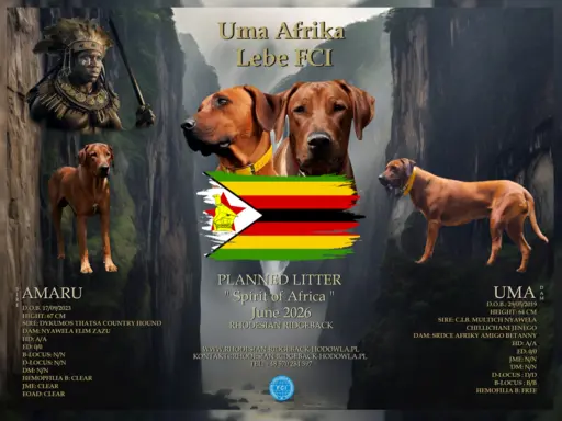 Rhodesian Ridgeback FCI - Spirit of Africa - miot 2026 - Uma 1