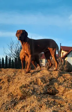 Rhodesian Ridgeback FCI - Spirit of Africa - miot 2026 - Uma 3