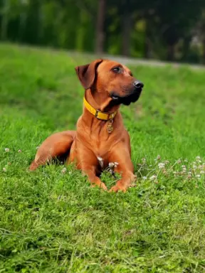 Rhodesian Ridgeback FCI - Spirit of Africa - miot 2026 - Uma 4