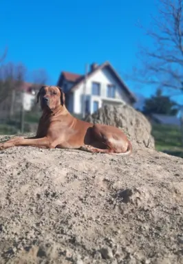 Rhodesian Ridgeback FCI - Spirit of Africa - miot 2026 - Uma 6