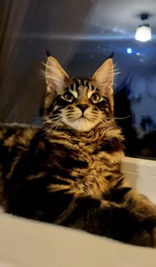 Kocurek Maine Coon, rodowód FPL/Fife 1