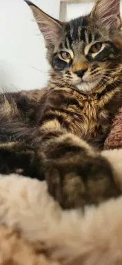 Kocurek Maine Coon, rodowód FPL/Fife 2