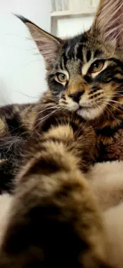 Kocurek Maine Coon, rodowód FPL/Fife 3