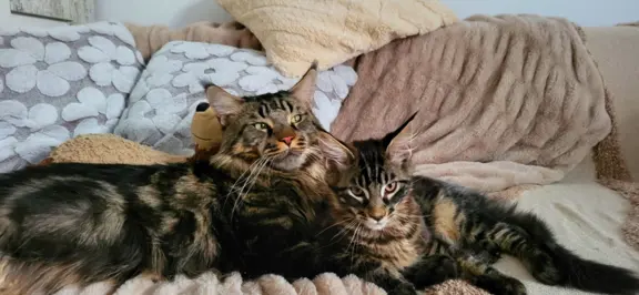 Kocurek Maine Coon, rodowód FPL/Fife 4