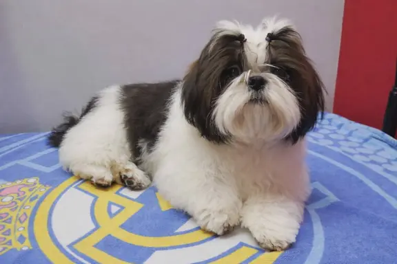 Piesek Shih Tzu 1