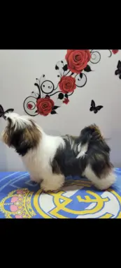 Piesek Shih Tzu 2