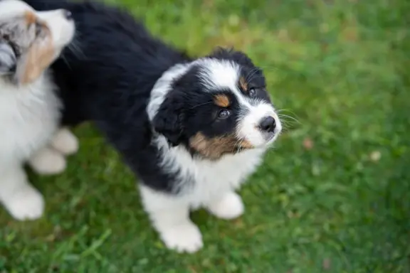 Owczarek Australijski ZKwP/FCI 1