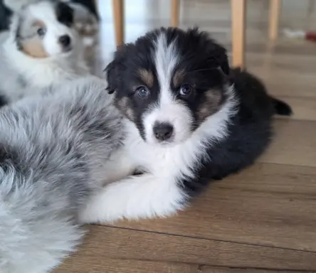 Owczarek Australijski ZKwP/FCI 2