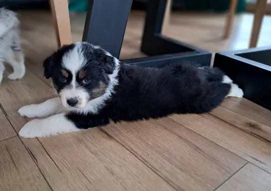 Owczarek Australijski ZKwP/FCI 3