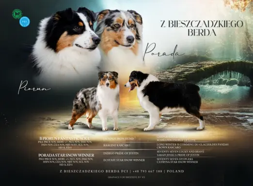 Owczarek Australijski ZKwP/FCI 4