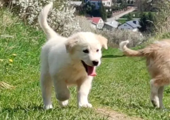 Rasowa suczka XJA ee-red Border Collie z pełną dok. przebada 2