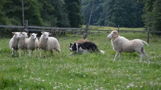 Rasowa suczka XJA ee-red Border Collie z pełną dok. przebada 8