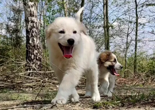 Rasowa suczka XJA ee-red Border Collie z pełną dok. przebada 5