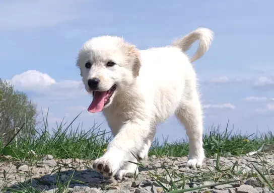 Rasowa suczka XJA ee-red Border Collie z pełną dok. przebada 1
