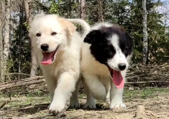 Rasowa suczka XJA ee-red Border Collie z pełną dok. przebada 6