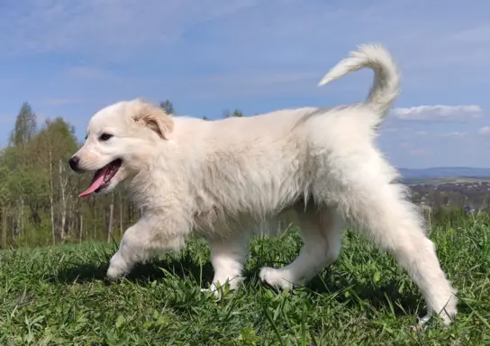 Rasowa suczka XJA ee-red Border Collie z pełną dok. przebada 7