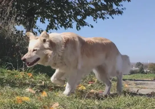 Rasowa suczka XJA ee-red Border Collie z pełną dok. przebada 10