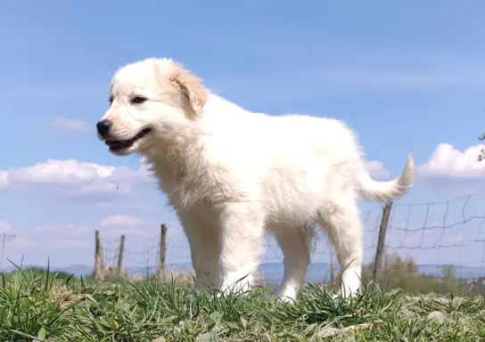 Rasowa suczka XJA ee-red Border Collie z pełną dok. przebada 4