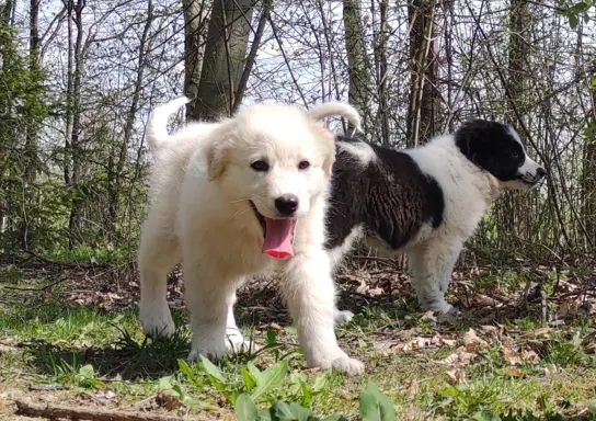 Rasowa suczka XJA ee-red Border Collie z pełną dok. przebada 3