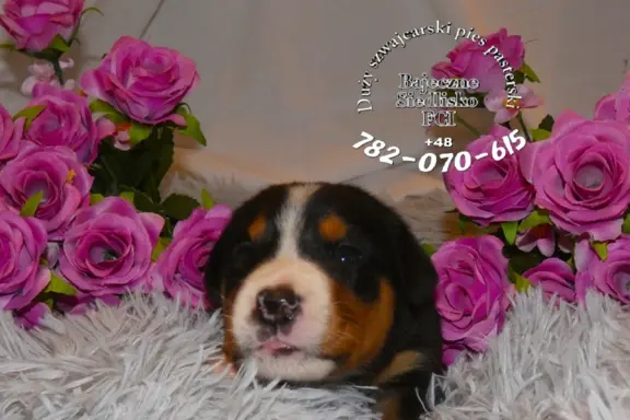 Mamy szczeniaki Duży Szwajcarski Pies Pasterski szczenięta 2