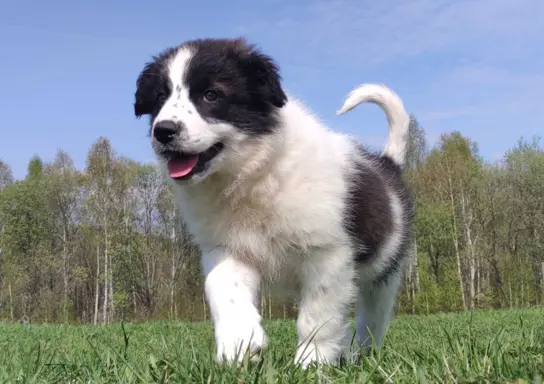 Piękna Rasowa Suczka Border Collie - XINDI z pełną dok. z ho 1