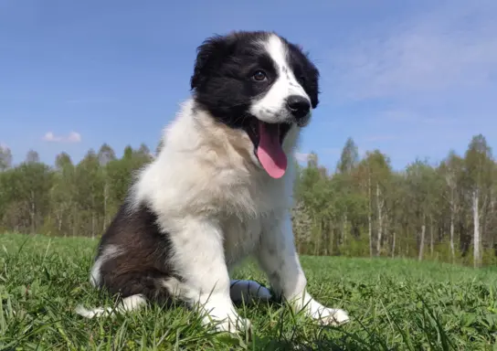 Piękna Rasowa Suczka Border Collie - XINDI z pełną dok. z ho 2