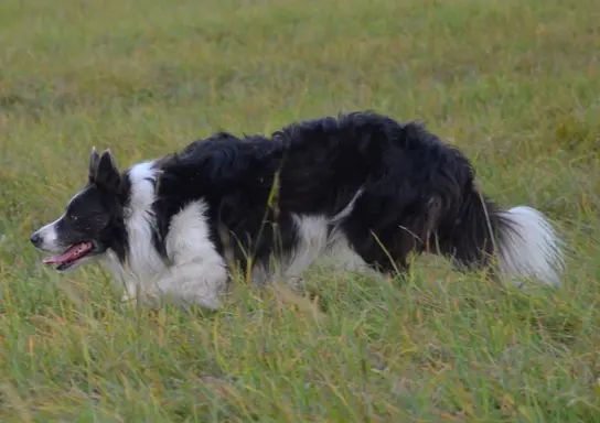 Piękna Rasowa Suczka Border Collie - XINDI z pełną dok. z ho 8