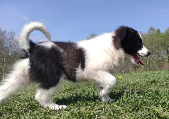 Piękna Rasowa Suczka Border Collie - XINDI z pełną dok. z ho 3