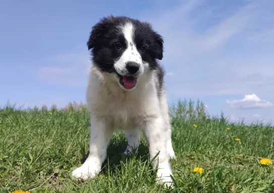Piękna Rasowa Suczka Border Collie - XINDI z pełną dok. z ho 4