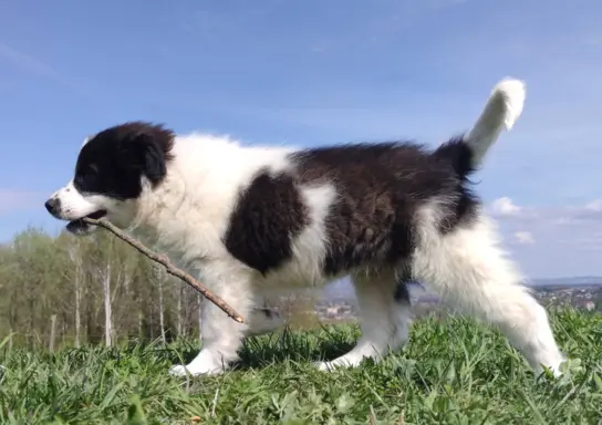Piękna Rasowa Suczka Border Collie - XINDI z pełną dok. z ho 5