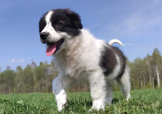 Piękna Rasowa Suczka Border Collie - XINDI z pełną dok. z ho 6