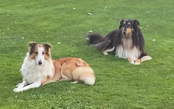 szczeniak owczarek szkocki collie 3