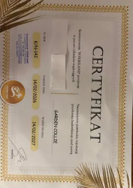 szczeniak owczarek szkocki collie 2