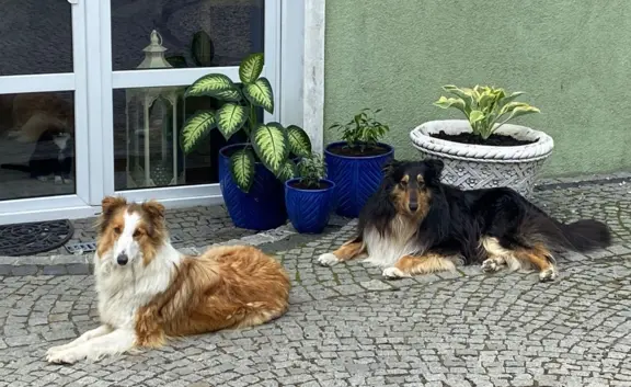 szczeniak owczarek szkocki collie 4