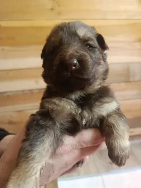 Owczarek Niemiecki Czekoladowy 1