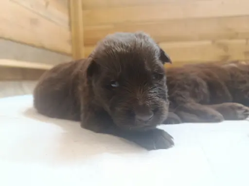 Owczarek Niemiecki Czekoladowy 2