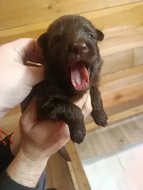 Owczarek Niemiecki Czekoladowy 3