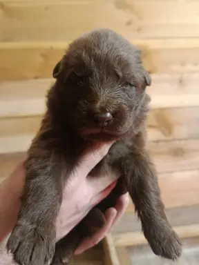 Owczarek Niemiecki Czekoladowy 4