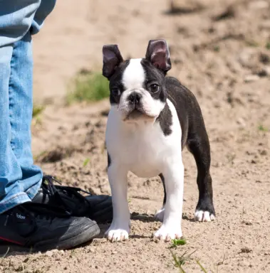 Piesek: Wesoły, dzielny i gotów na nowy dom 1