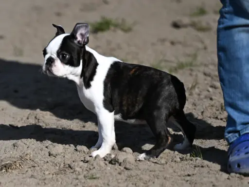 Piesek: Wesoły, dzielny i gotów na nowy dom 2